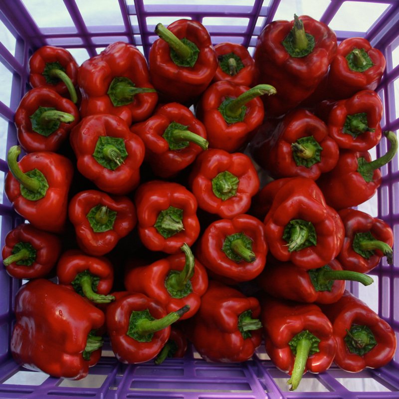 A purple crate of red bell peppers photographed from above, with Peck’s boxes: 28 green, and unit 24 in red, flagged as a possible defect